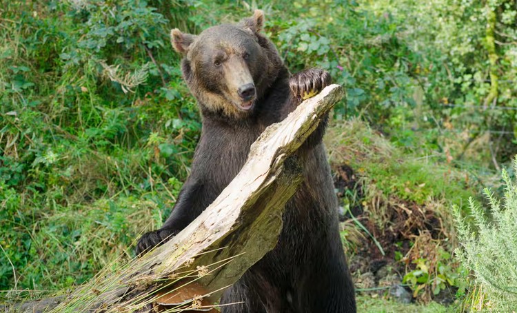 Etihad Cargo flies two rescued bears from Russia to Ireland